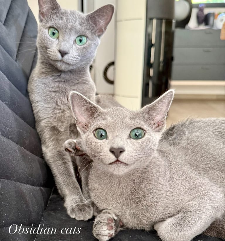 bleu russe femelle obsidian cats