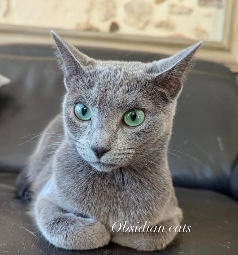 bleu russe chat - russian blue cat-obsidian-cats-france