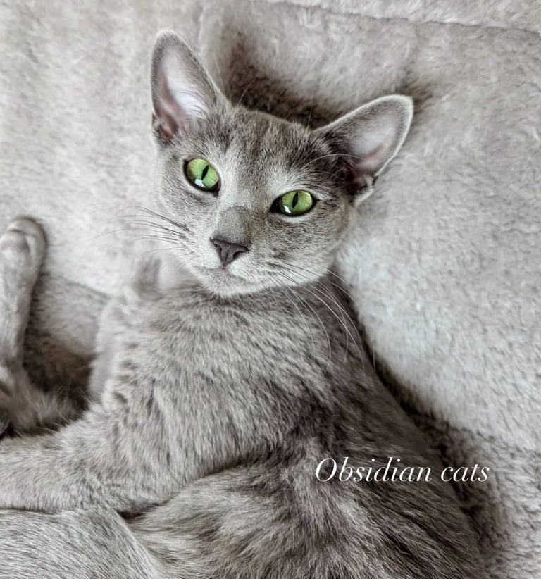 bleu russe chat - russian blue cat-obsidian-cats-france