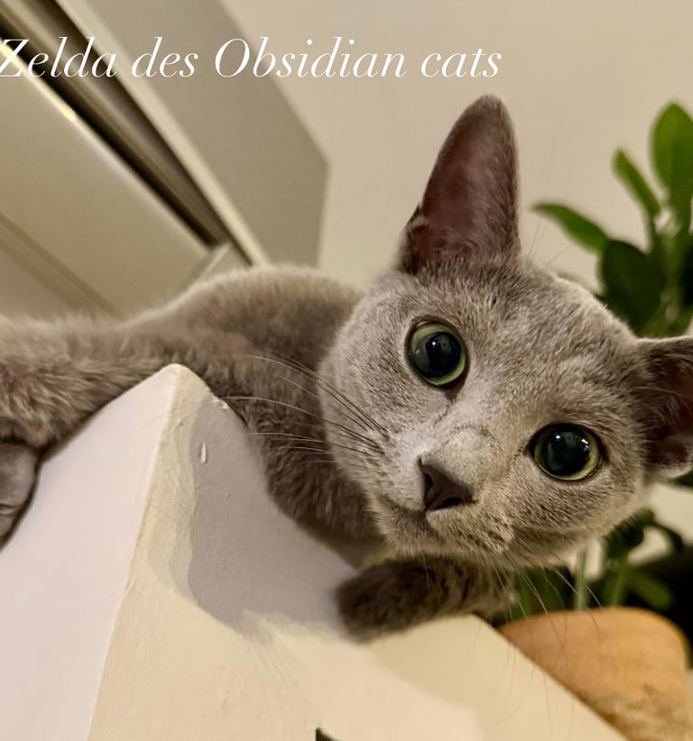 bleu russe chat - russian blue cat-obsidian-cats-france