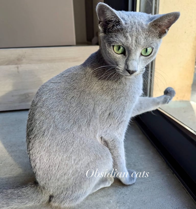 bleu russe chat - russian blue cat-obsidian-cats-france