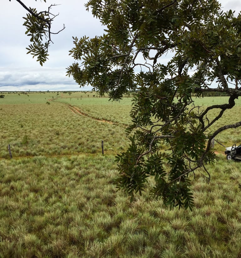 Land for reforestation in Colombia, Terra Forest