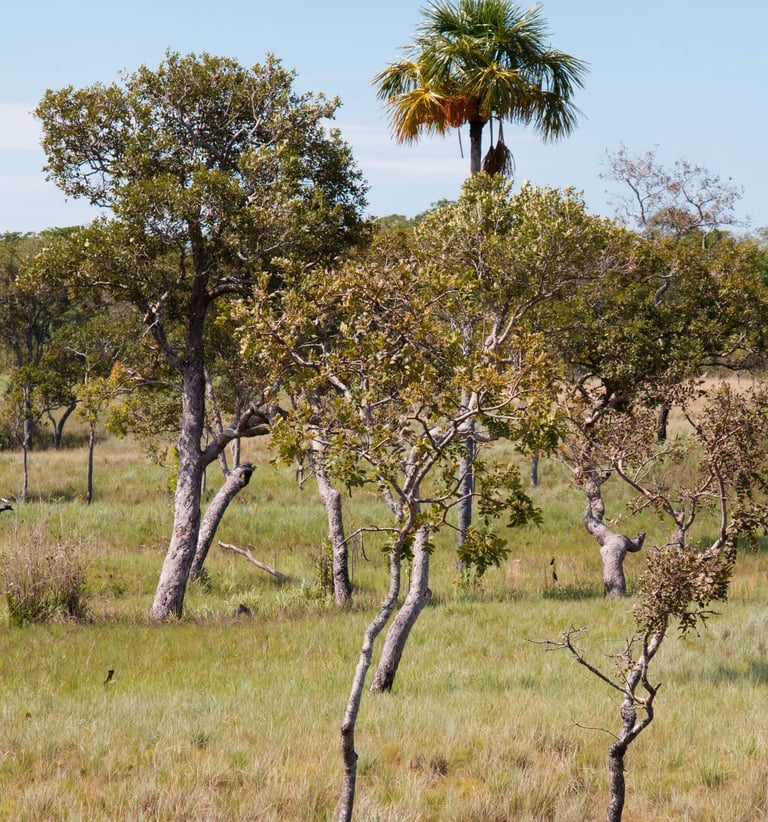 reforestatoin trees in Colombia