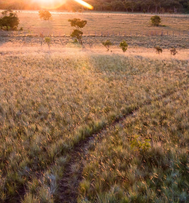 Land for reforestation in Colombia, Terra Forest