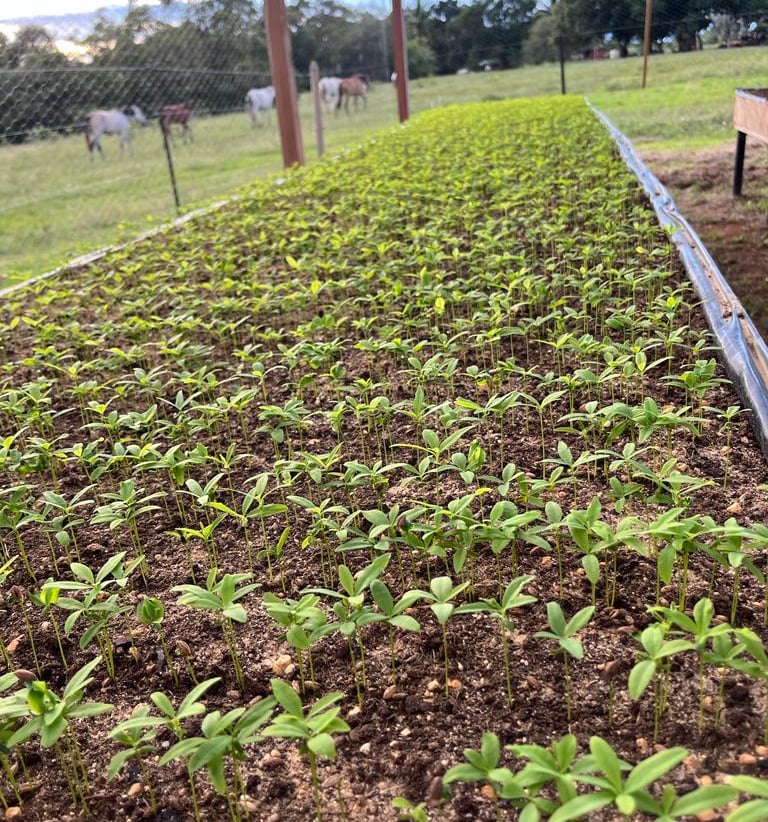 Nursery, Terra Forest