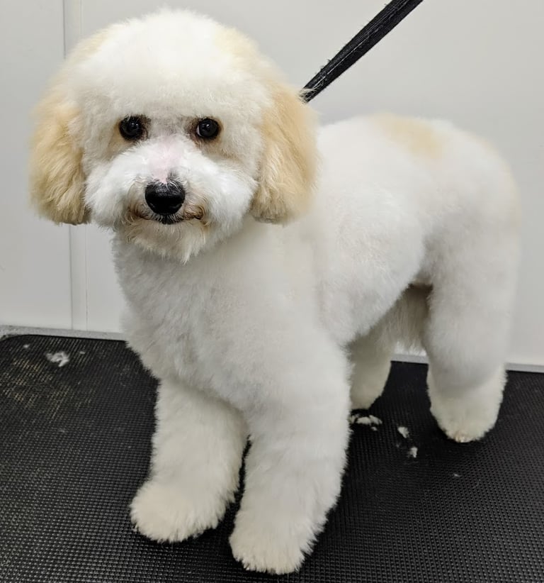 a dog is standing on a black mat mat