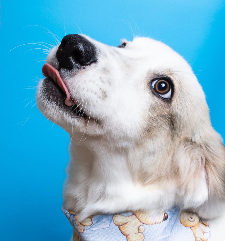 A sweet  puppy shepard caught with the tongue out 