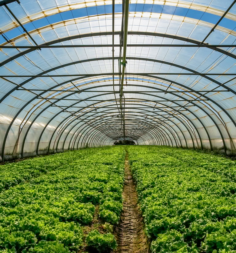 a large green plant growing inside a large green space