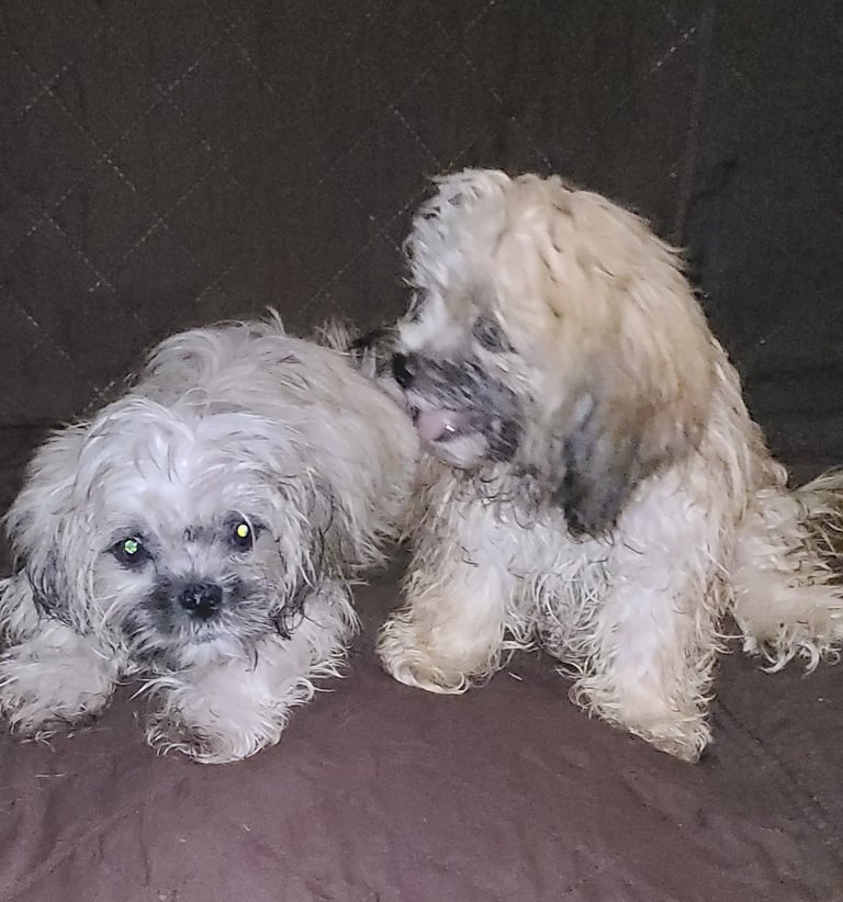 2 Hypoallergenic Teacup Designer Male Mal-Shi Puppy