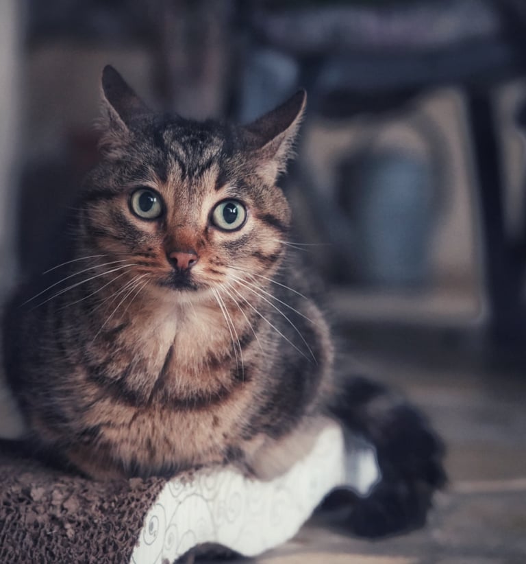 Un chat qui regarde vers nous surpris