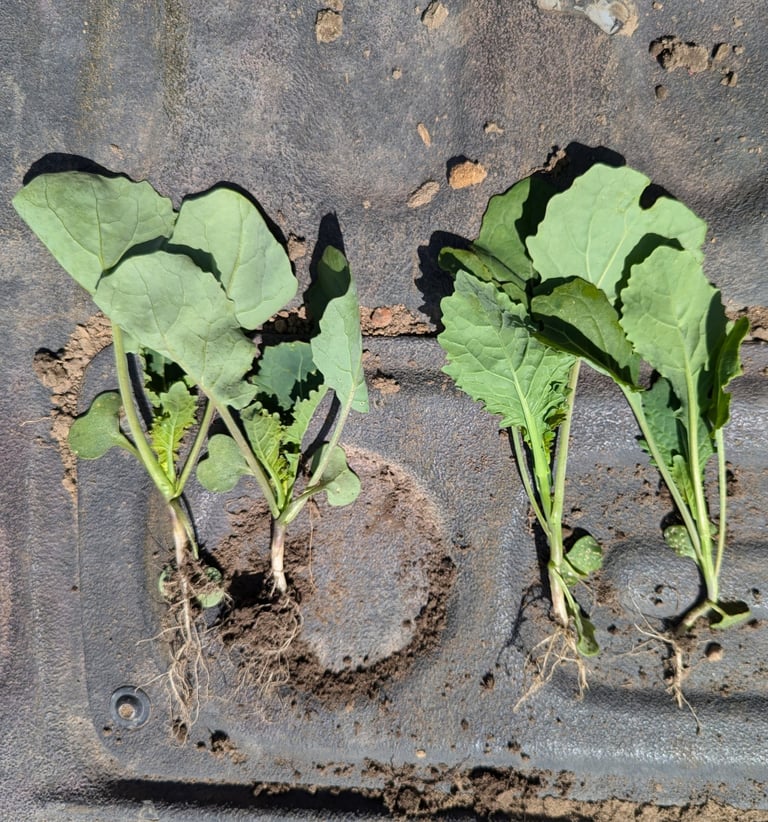 comparison of early season canola roots between regenerative and conventional practices