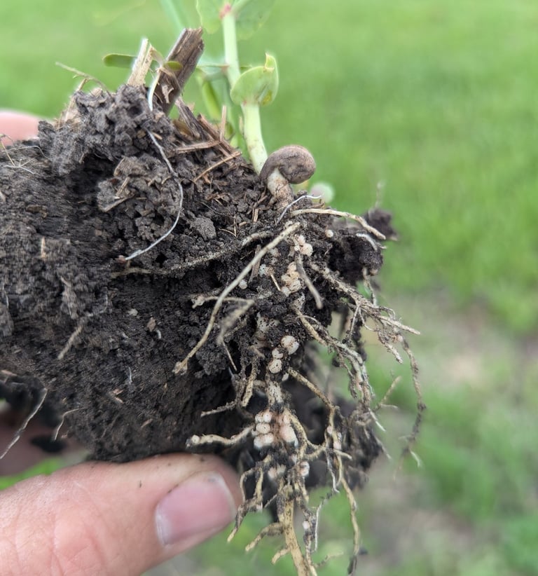 image of early season peas with plentiful nodulation with rhizobium bacteria