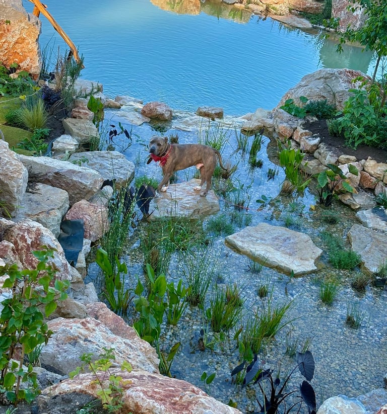 Natural pool wetland, stone crossing & aquatic plants filtration | Charlie the Pitbull | Aqua Vitae