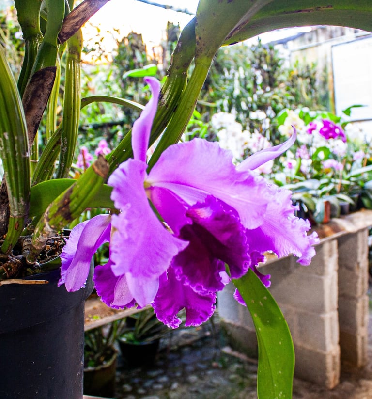 Museo de la Orquidea en Coatepec Pueblo Magico 