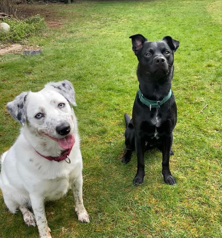 a dog sitting on the grass with a frisbee in the foreground