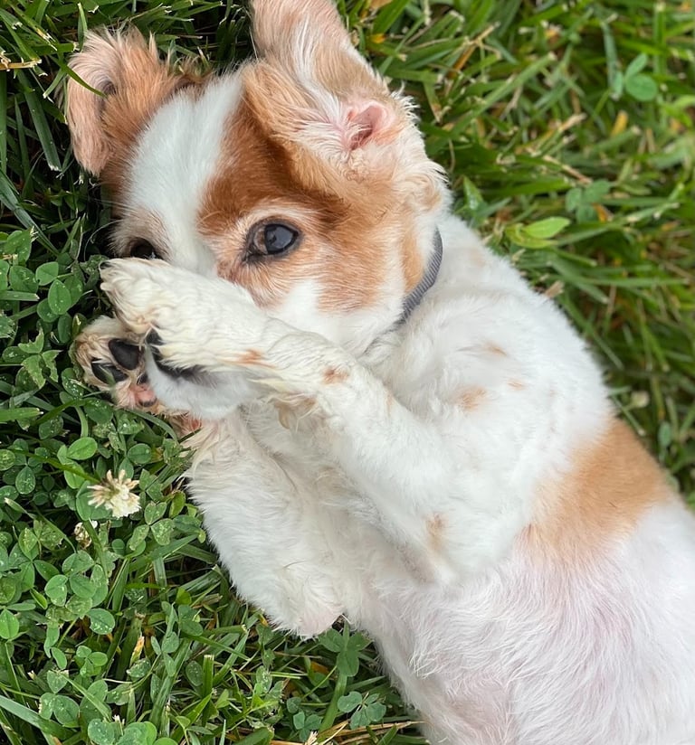 a dog is playing with a toy in the grass