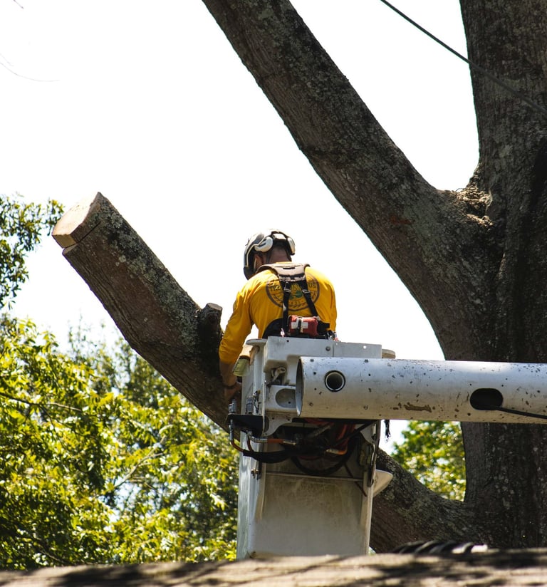 baton rouge tree removal services