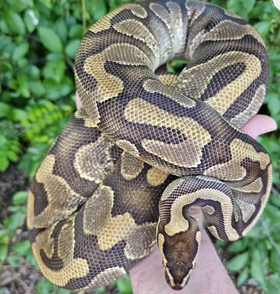Ball Pythons