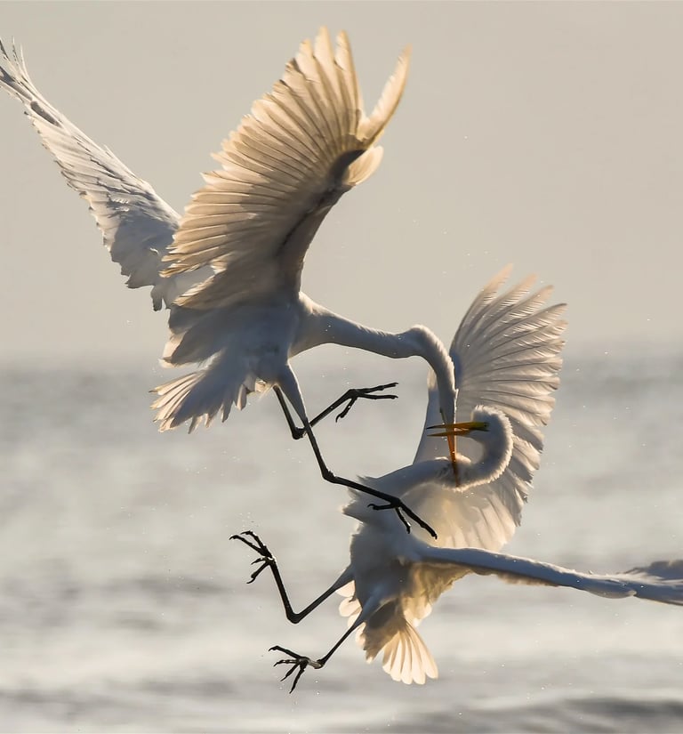 Two Great Egrets fighting mid-air over the water with wings spread and talons extended.