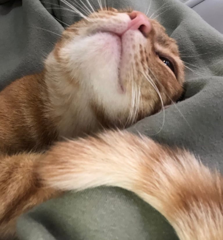 a happy cat laying on a blanket in a bed