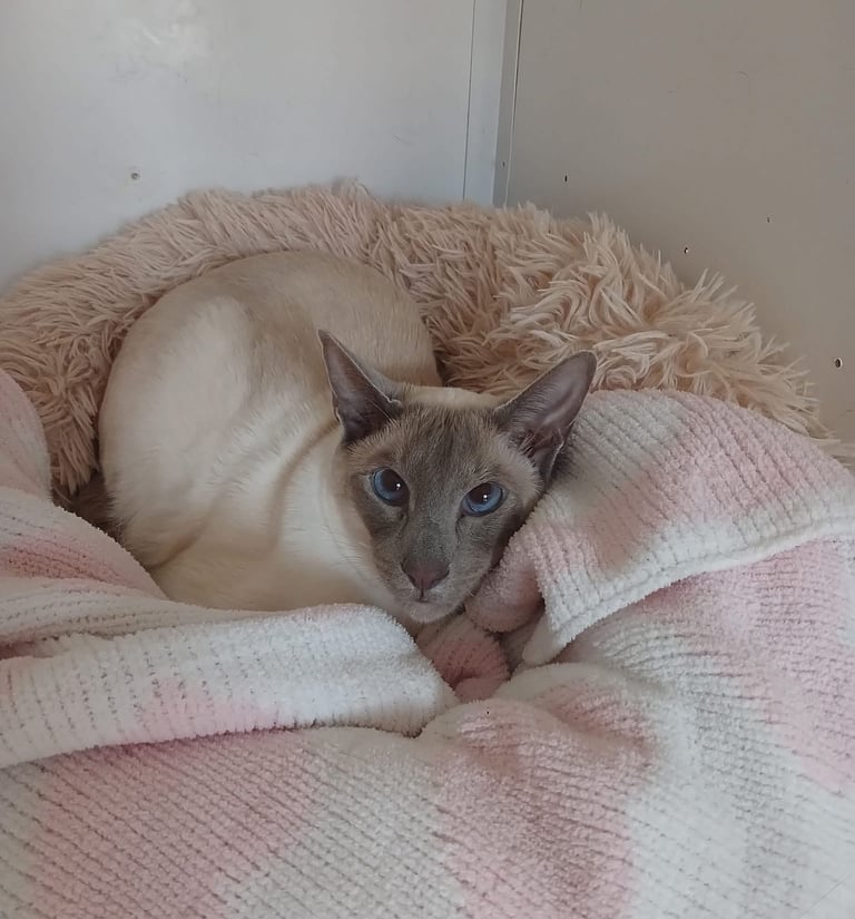 blue point siamese boy who needs a loving home