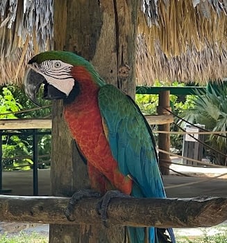 a parrot sitting on a tree branch in a tropical setting scape park punta cana