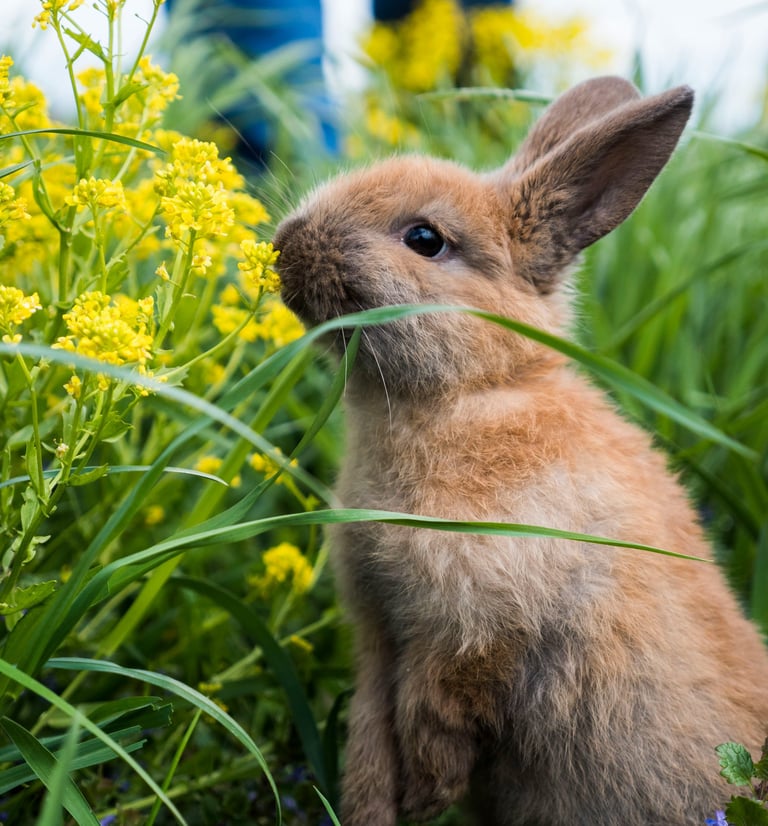 Petit lapin mangeant des plantes
