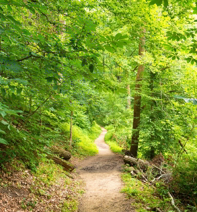 Image d'un sous bois avec un chemin