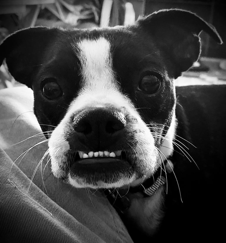 Boston Terrier Piper a Tender Paws Therapy Dog shows off her underbite.