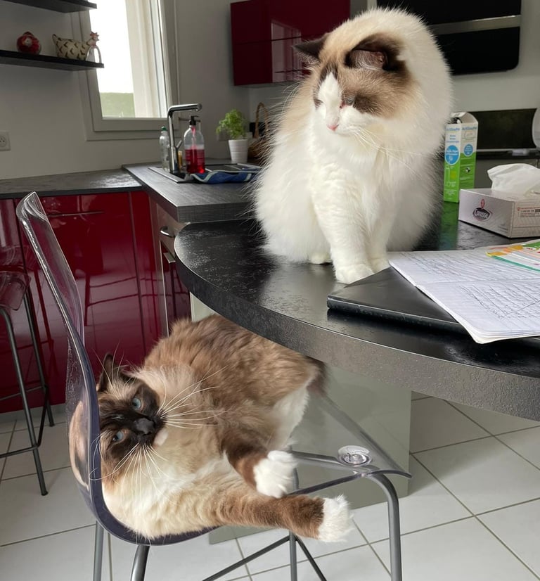 Simba et Sherlock des Dolls de Mitilo
