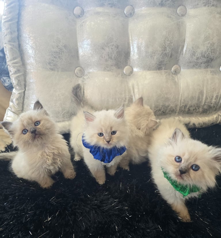 Texas Siberian kittens