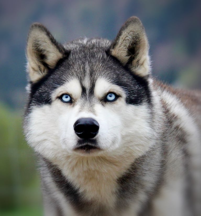 Husky-Erlebnisse, Husky-Ausfahrten, Husky-Trekkingtouren, Husky Abenteuer, Dietfurt, Bayern