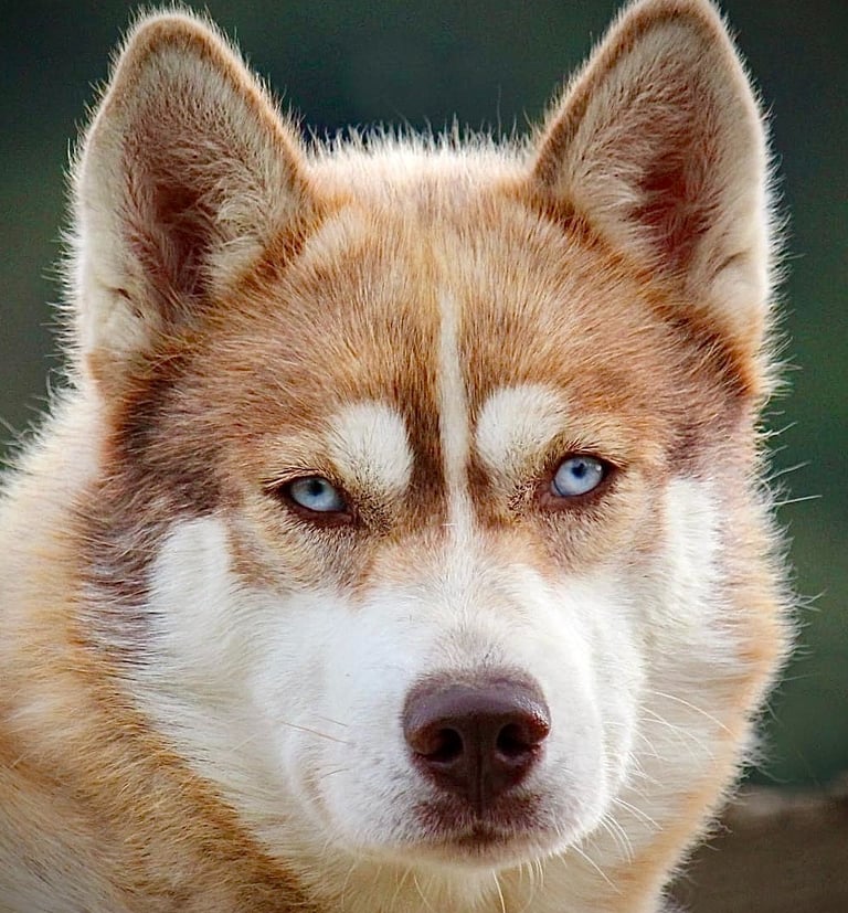 Husky-Erlebnisse, Husky-Ausfahrten, Husky-Trekkingtouren, Husky Abenteuer, Dietfurt, Bayern