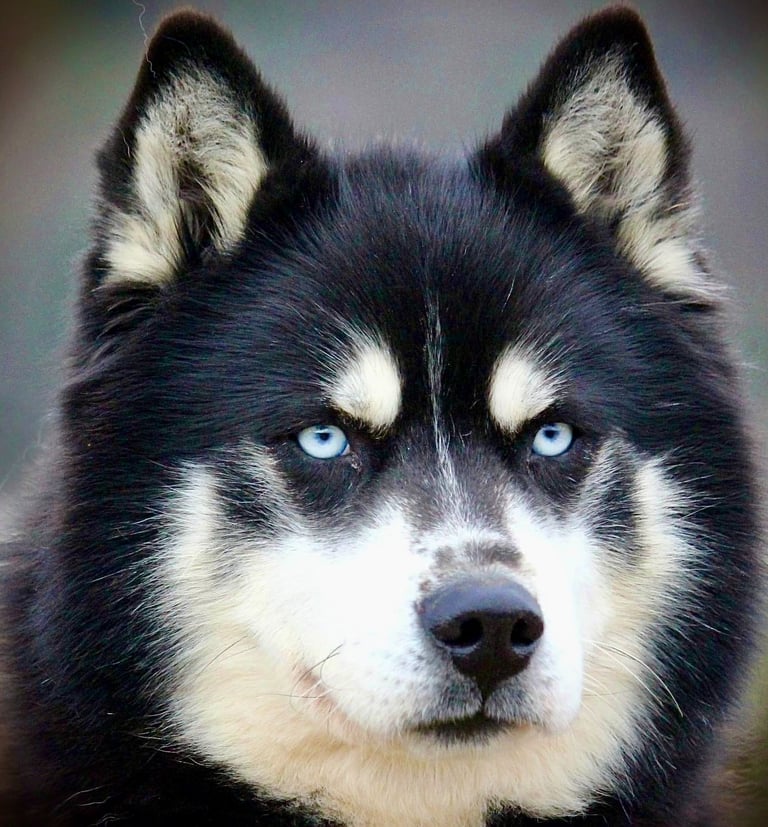 Husky-Erlebnisse, Husky-Ausfahrten, Husky-Trekkingtouren, Husky Abenteuer, Dietfurt, Bayern