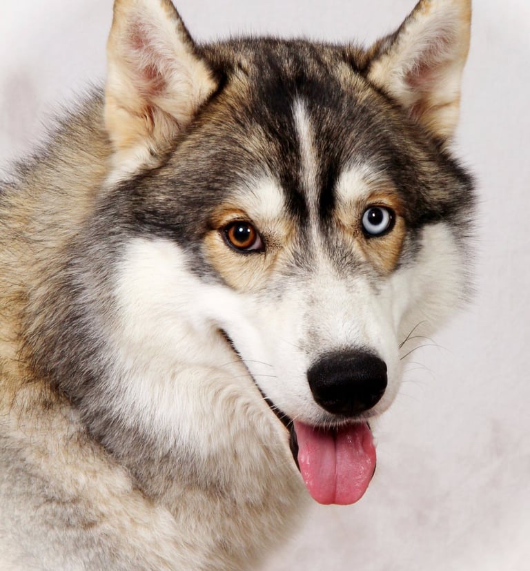 Husky-Erlebnisse, Husky-Ausfahrten, Husky-Trekkingtouren, Husky Abenteuer, Dietfurt, Bayern