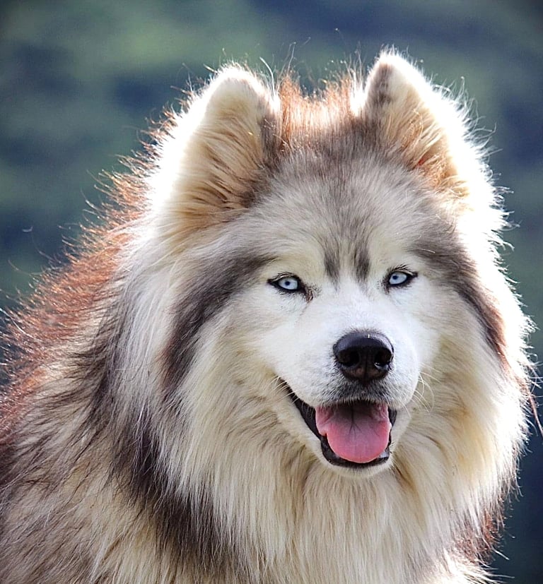 Husky-Erlebnisse, Husky-Ausfahrten, Husky-Trekkingtouren, Husky Abenteuer, Dietfurt, Bayern