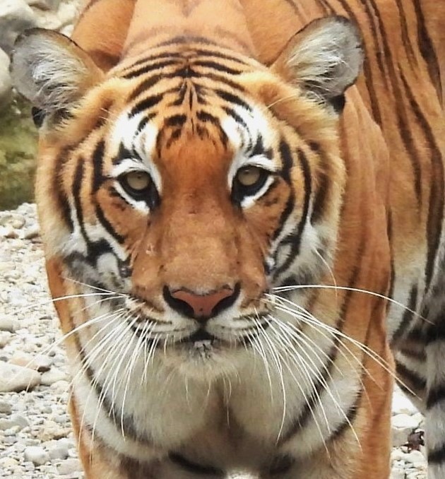 tigre dans le Parc National de Bardiya
