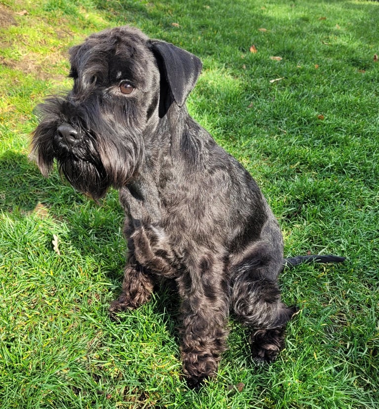 Anouk des Diamants Noirs d'Also