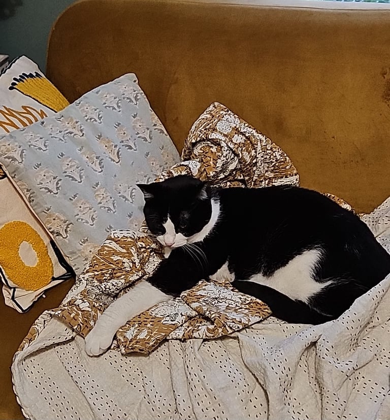 kitty ivy on gold block print kantha quilt