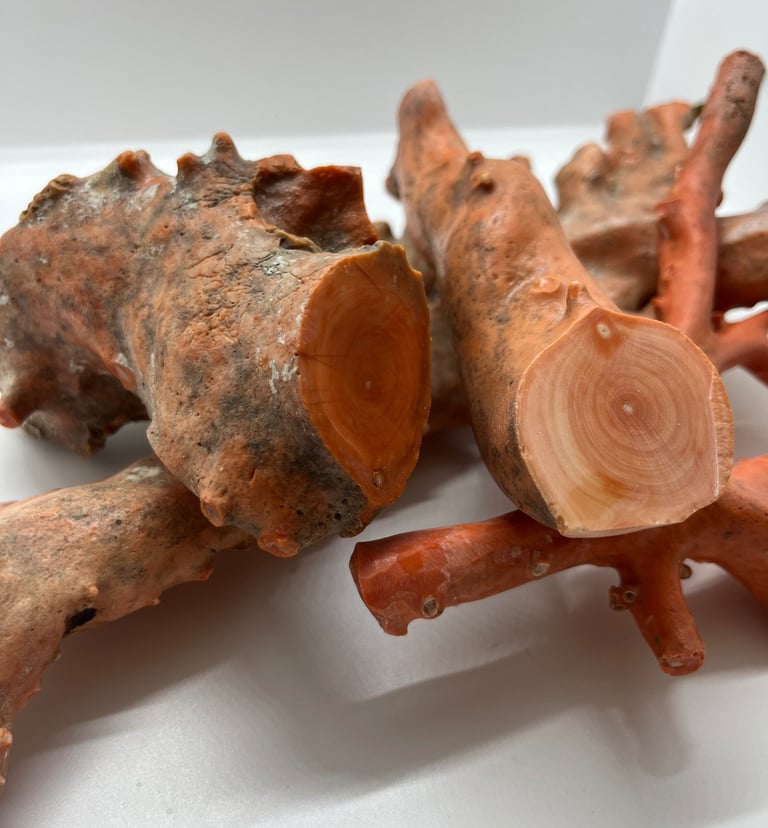 corallo arancio dell'oceano pacifico "momo" o cerasuolo