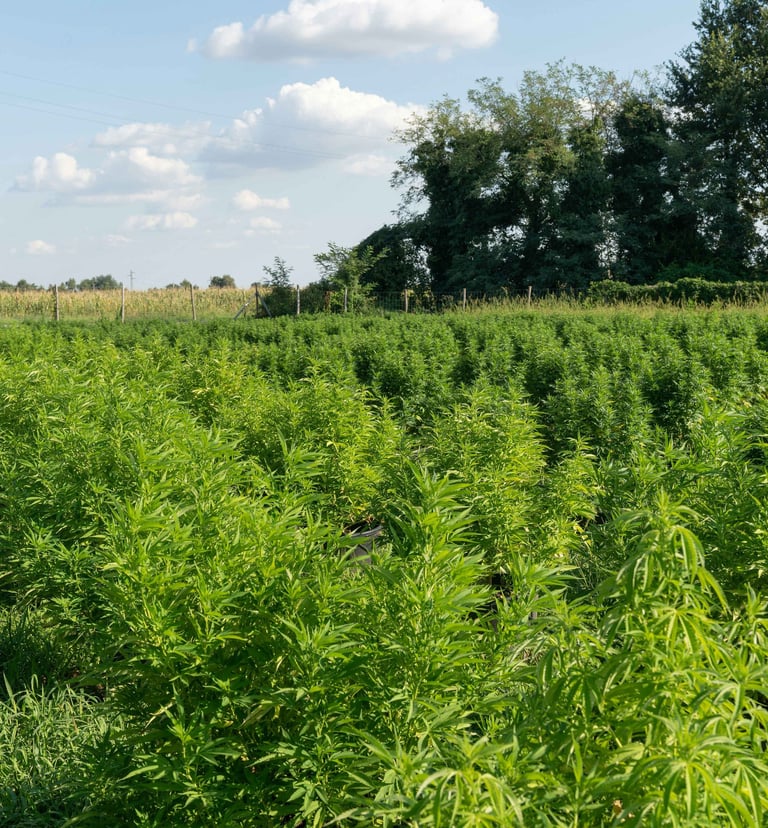 Industrial hemp field with tall green stalks grown for sustainable construction materials in Spain.