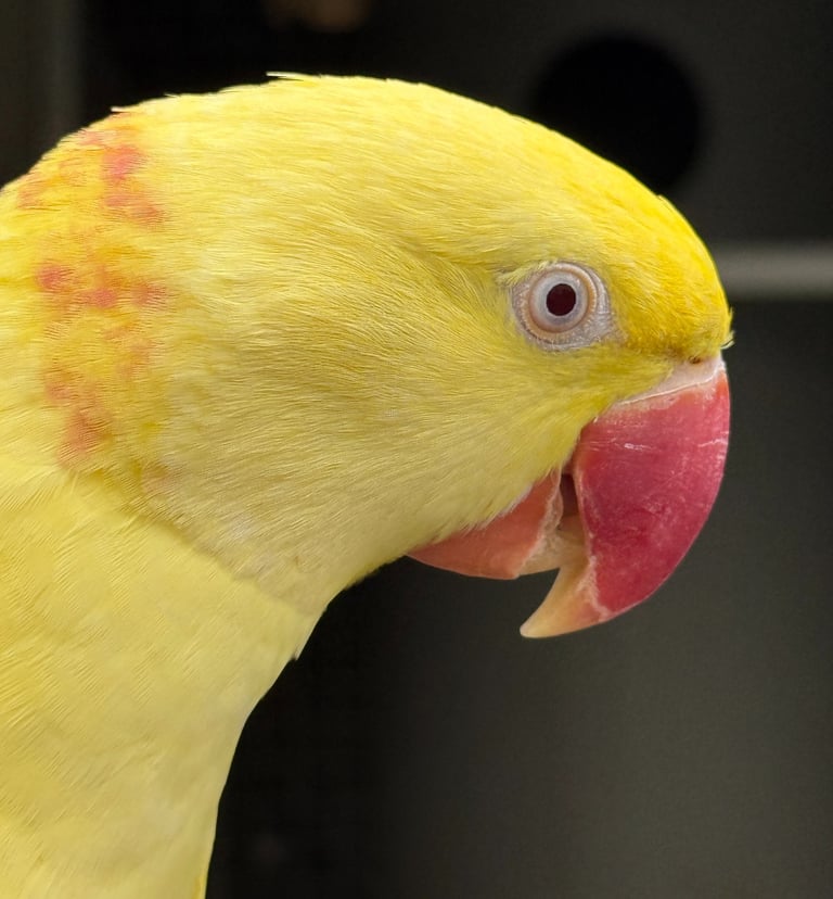 Grand alexandre Lutino