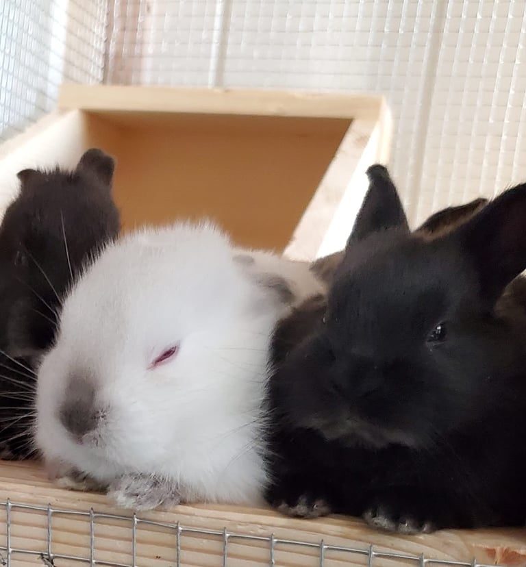 three bunnies enjoying the custom rabbit barn built near Colorado Spings in El Paso County.