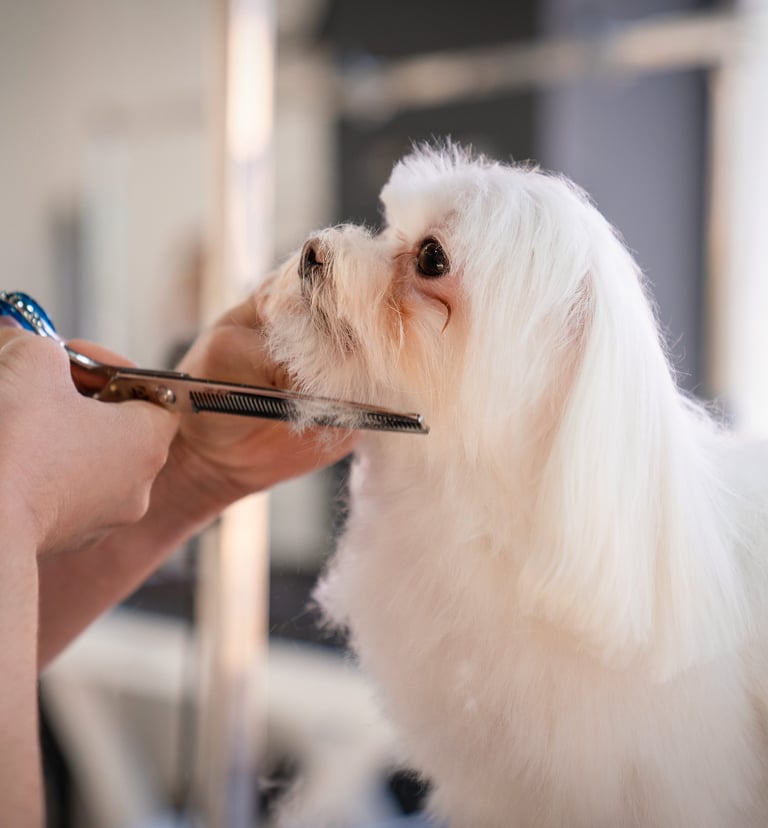 peluquería canina en zaragoza