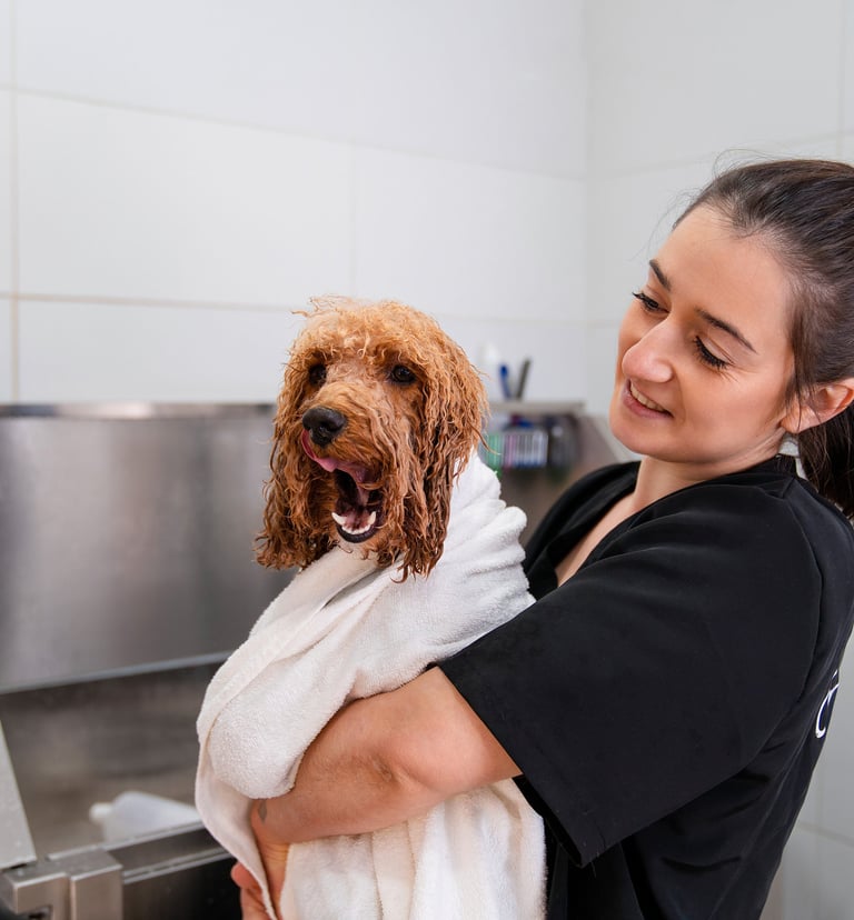 Peluquería canina zaragoza