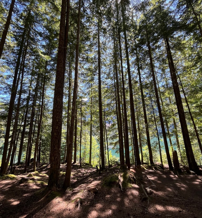 many trees. sun coming through the trees. dappled shade and sun. water and mountain behind trees