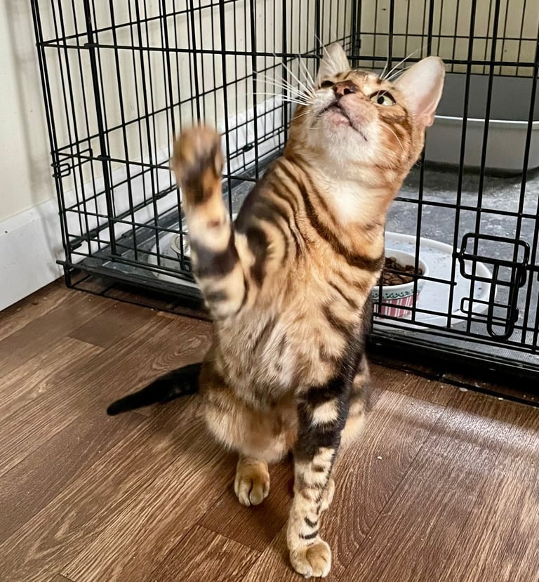 Tiramisu - male Bengal