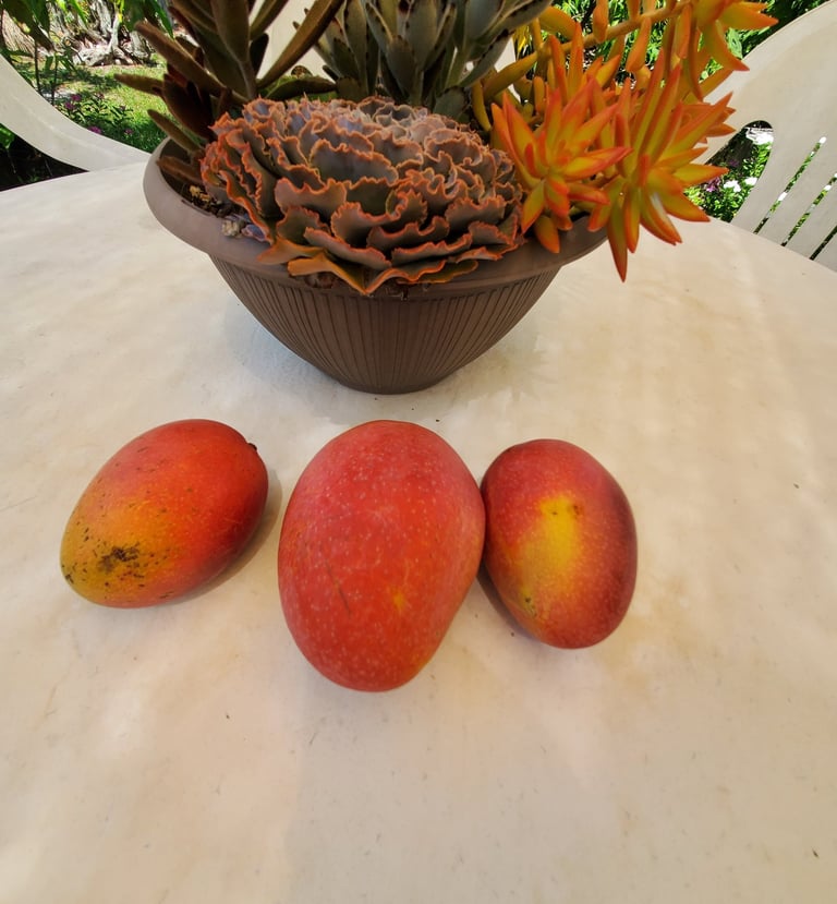 Three ripe red 'Spirit of '76' mangos on a table.
