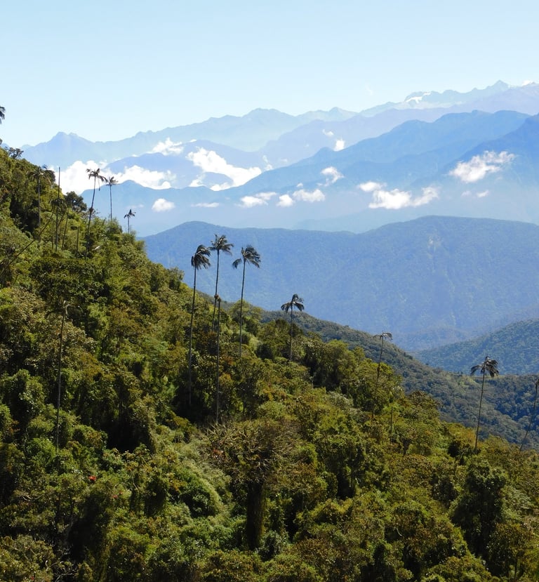 Lush green mountainside featuring tall wax palm trees and a distant blue mountain range under a clear sky.