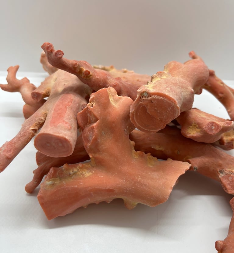 corallo macao o magay dell'oceano pacifico